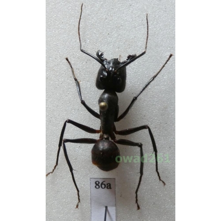 Camponotus gigas Latreille, 1802 Malaysia86a